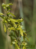 Grote keverorchis, Neottia ovata syn. Listera ovata