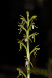 Koraalwortel plant 23 cm