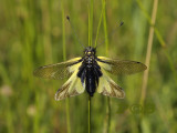 Owlfly -  Ascalaphus libelluloides, oud en iets verbleekt