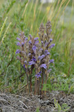 Orobanche purpurea, blauwe bremraap