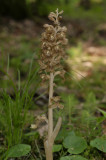 Vogelnestje, Neottia nidus-avis