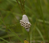 Owlfly eggs - eieren van de vlinderhaft