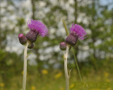 Distel, Cirsium rivulare