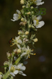 Melige toorts, Verbascum lychnitis