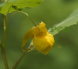 Groot springzaad, Impatiens noli-tangere, natuurlijk licht