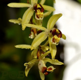 Coelogyne tomentosa, Thailand