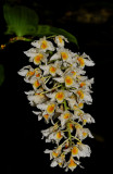 Dendobium farmeri