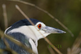 Kwak, nachtreiger