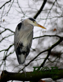 reiger