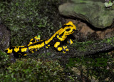 Vuursalamander, Salamandra salamandra ssp. terrestris