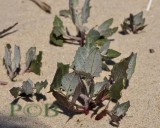 Gelobde melde, Atriplex laciniata