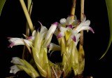 Coelia bella, flowers 1½  cm, botanic