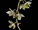 Dendrobium linearifolium, flowers 1½ cm across