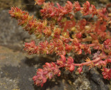 mosbloempje, Crassula tillaea 