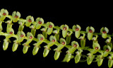 Stelis spec. green, flowers 4 mm