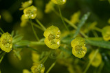 Heksenmelk, Euphorbia esula