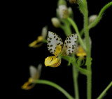 Ponthieva maculata, flowers 1 cm