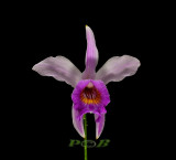 Arundina ceaspitosa, plant 25 cm, flower 2 cm