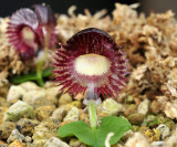 Corybas diemenicus, flower 13 mm