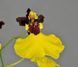 Oncidium insigne, flowers 3 cm across