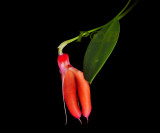 Masdevallia deformis, flower 3.5 cm