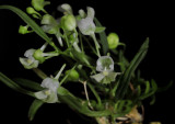 Centroglossa little richard, flowers 7 mm