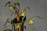 Dendrobium tetragonum var. hayesianum