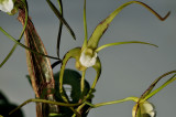 Dendrobium tetragonum var. hayesianum