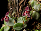 Panmorphia nanifolia, flower 4 mm across, pleurothallis group.
