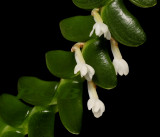 Angraecum bancoenses,flowers 8 mm