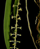 Chamaengis vesicata, flowers 4 mm