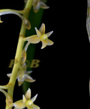 Chamaengis vesicata, flower 4 mm