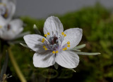 Ranunculaceae sp.
