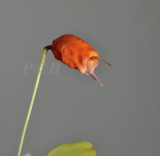 Masdevallia lucernula