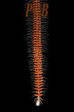 Oberonia setigera