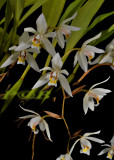 Coelogyne lactea