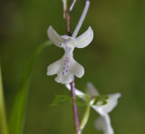 Orchis privincialis, Chios type