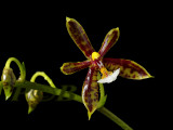 Phalaenopsis mannii, common form