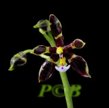 Phalaenopsis mannii, var.