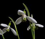 Breedbladig sneeuwklokje, Galanthus woronowii