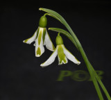 Galanthus plicatus var. South Hayes