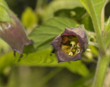 Atropa belladonna, Wolfskers