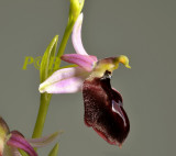 Ophrys aegaea, fond on Chios and Samos