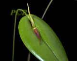 Pleurothallis sp. 4 cm