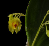 Lepanthes gargantua, flower 1 cm