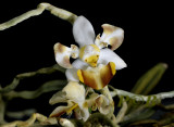 Phalaenopsis lobbii paloric.
