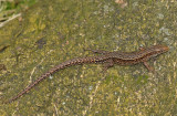 L.B. hagedis