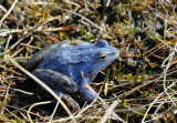 Blauwe heikikker, Rana arvalis