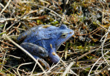 Blauwe heikikker, Rana arvalis