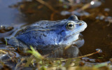 Blauwe heikikker, Rana arvalis